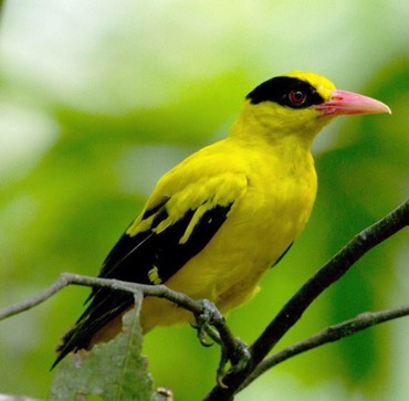 Black-naped oriole